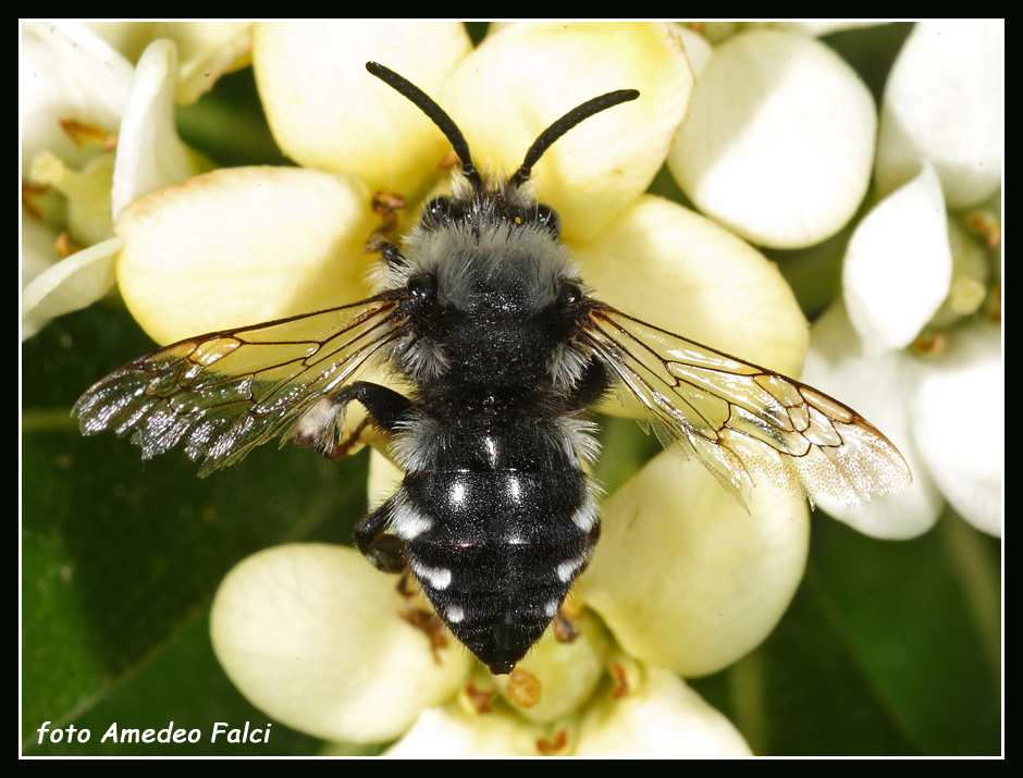 Dalla Sicilia:  Melecta luctuosa M (Apidae Anthophorinae)